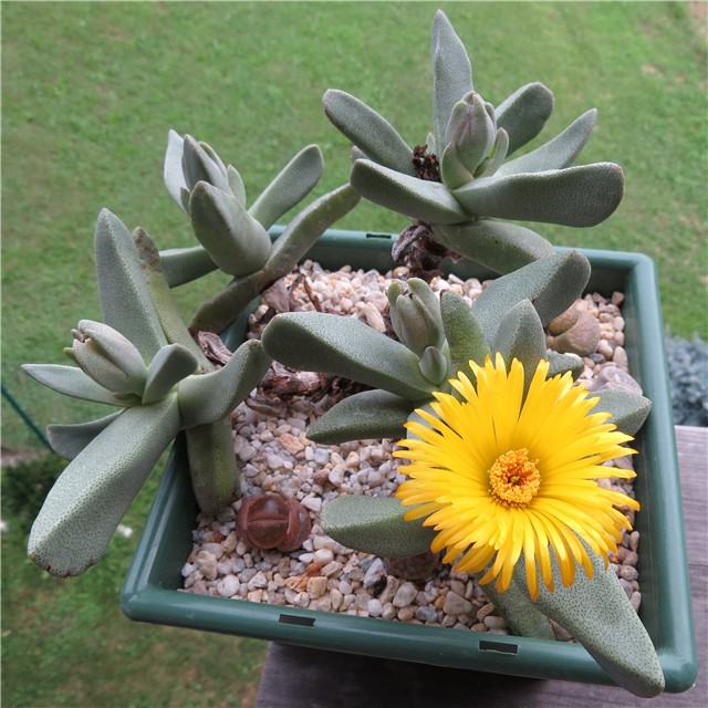 Pleiospilos compactus fergusoniae